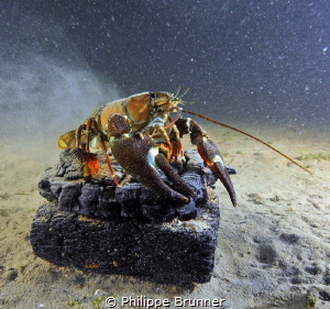 It snow on this crayfish. by Philippe Brunner 
